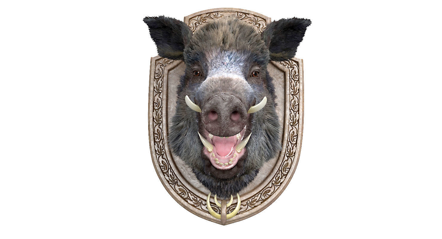 Wild boar head trophy 3D model_9