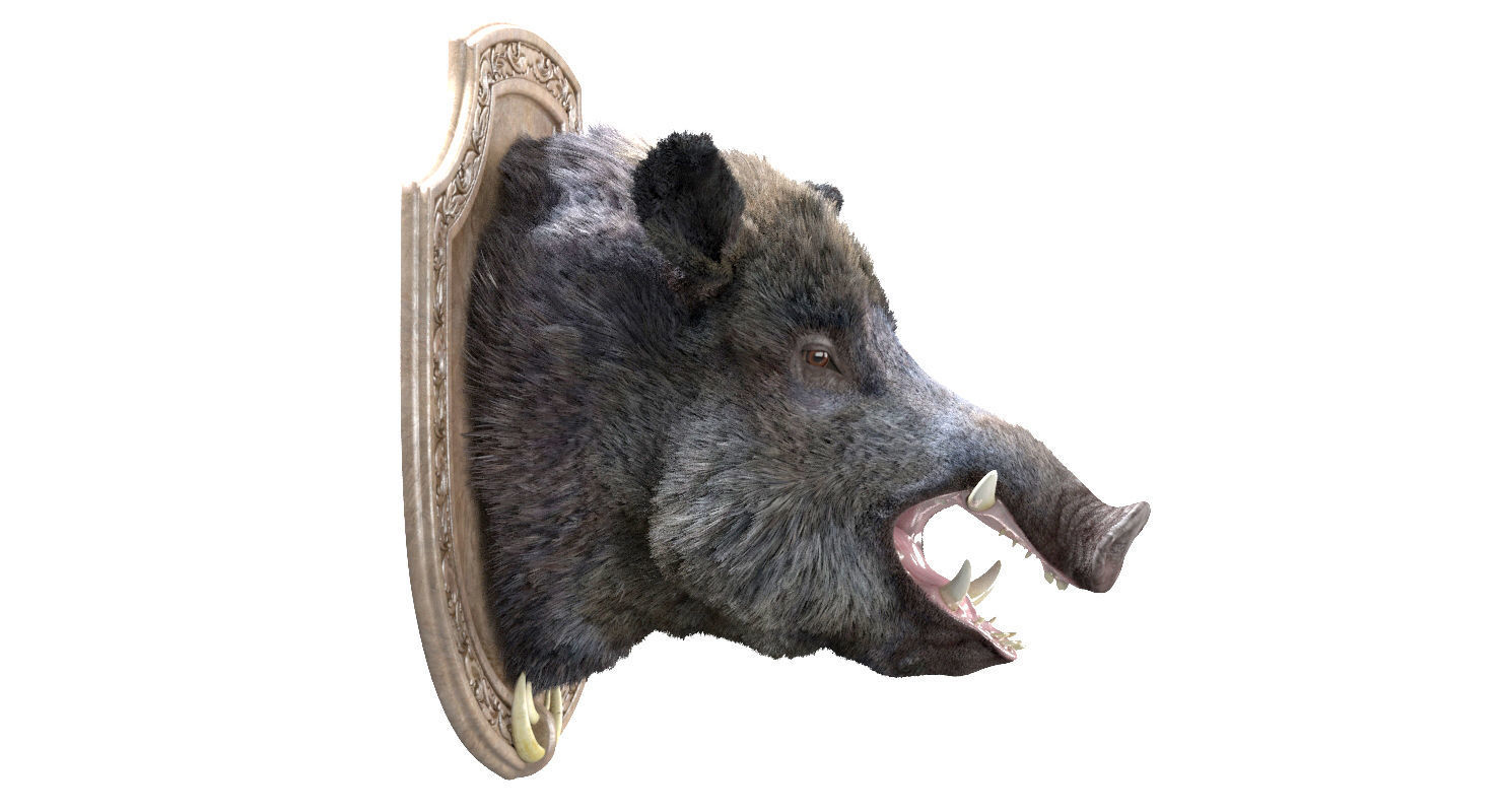 Wild boar head trophy 3D model_3