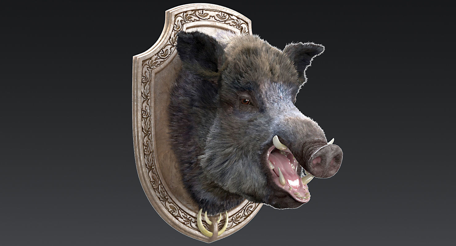 Wild boar head trophy 3D model_2