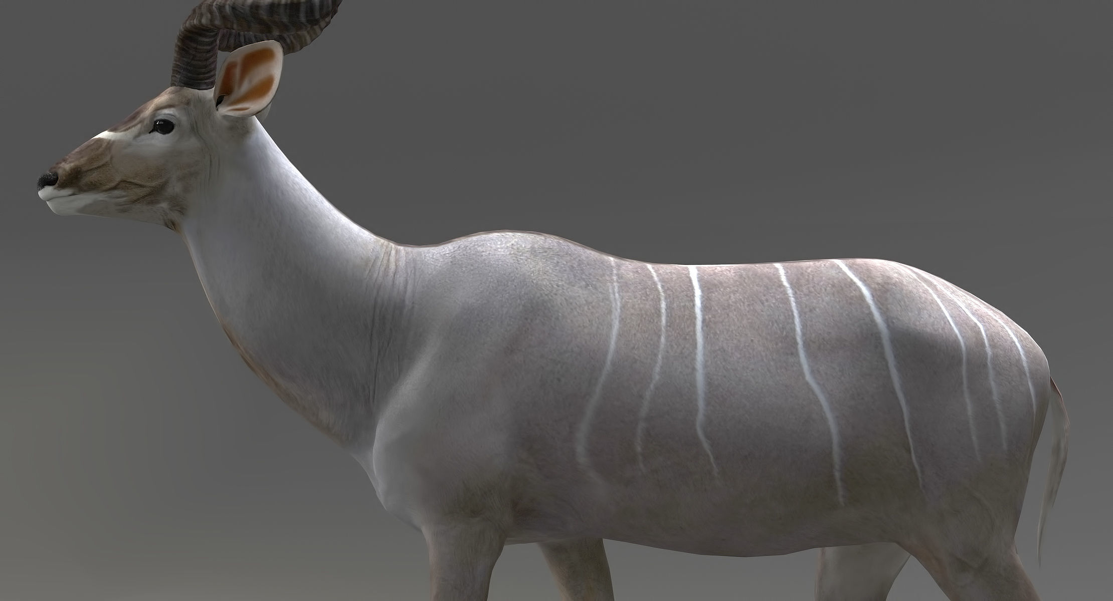 Kudu Antelope model 3D model_11