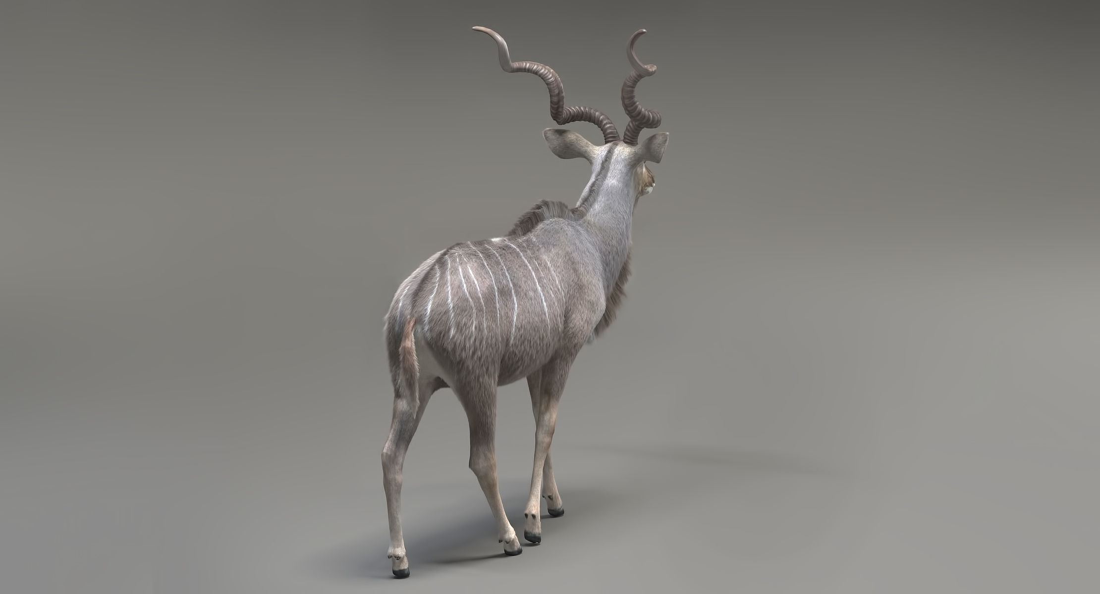 Kudu Antelope model 3D model_4