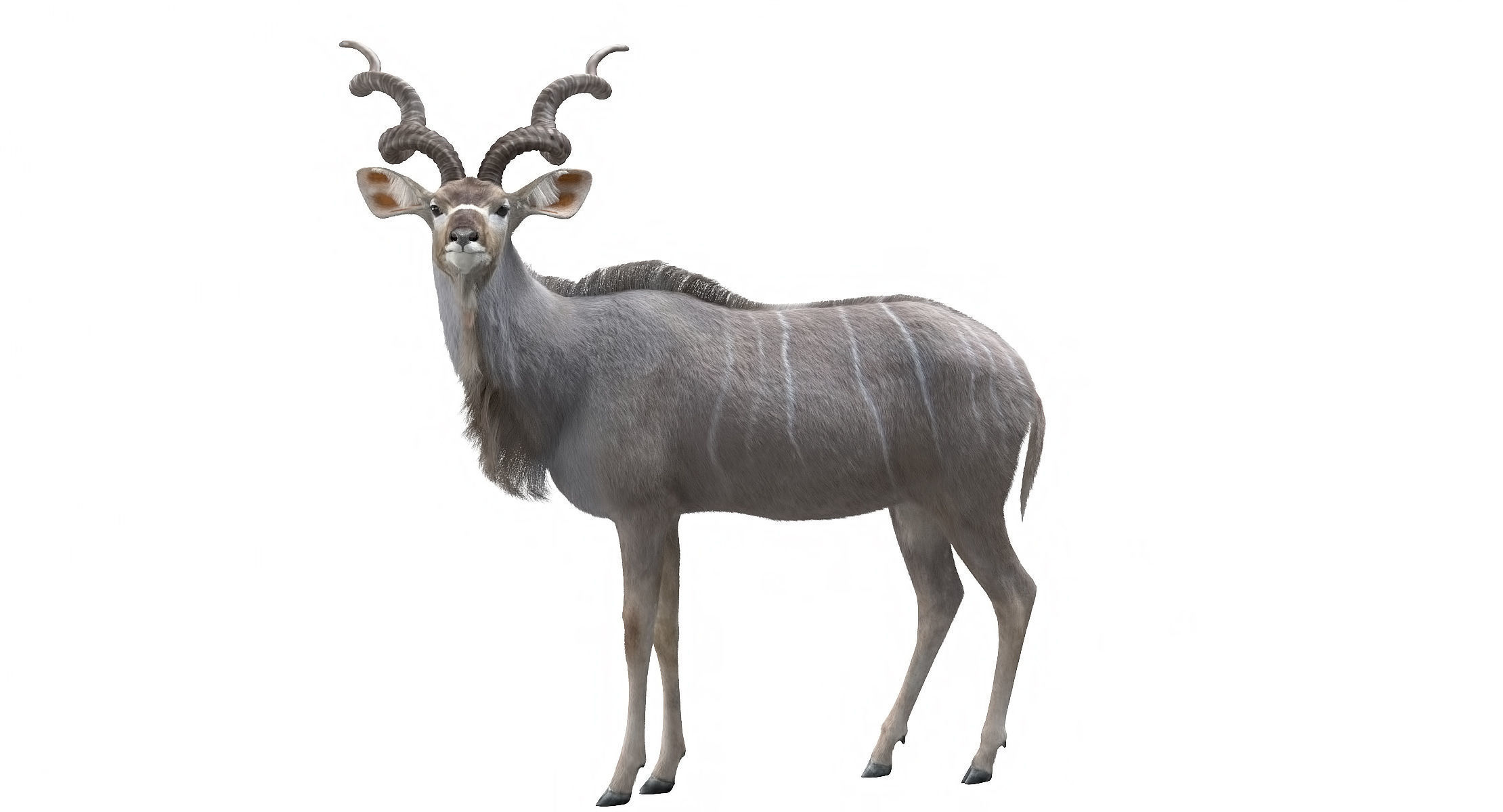 Kudu Antelope model 3D model_12