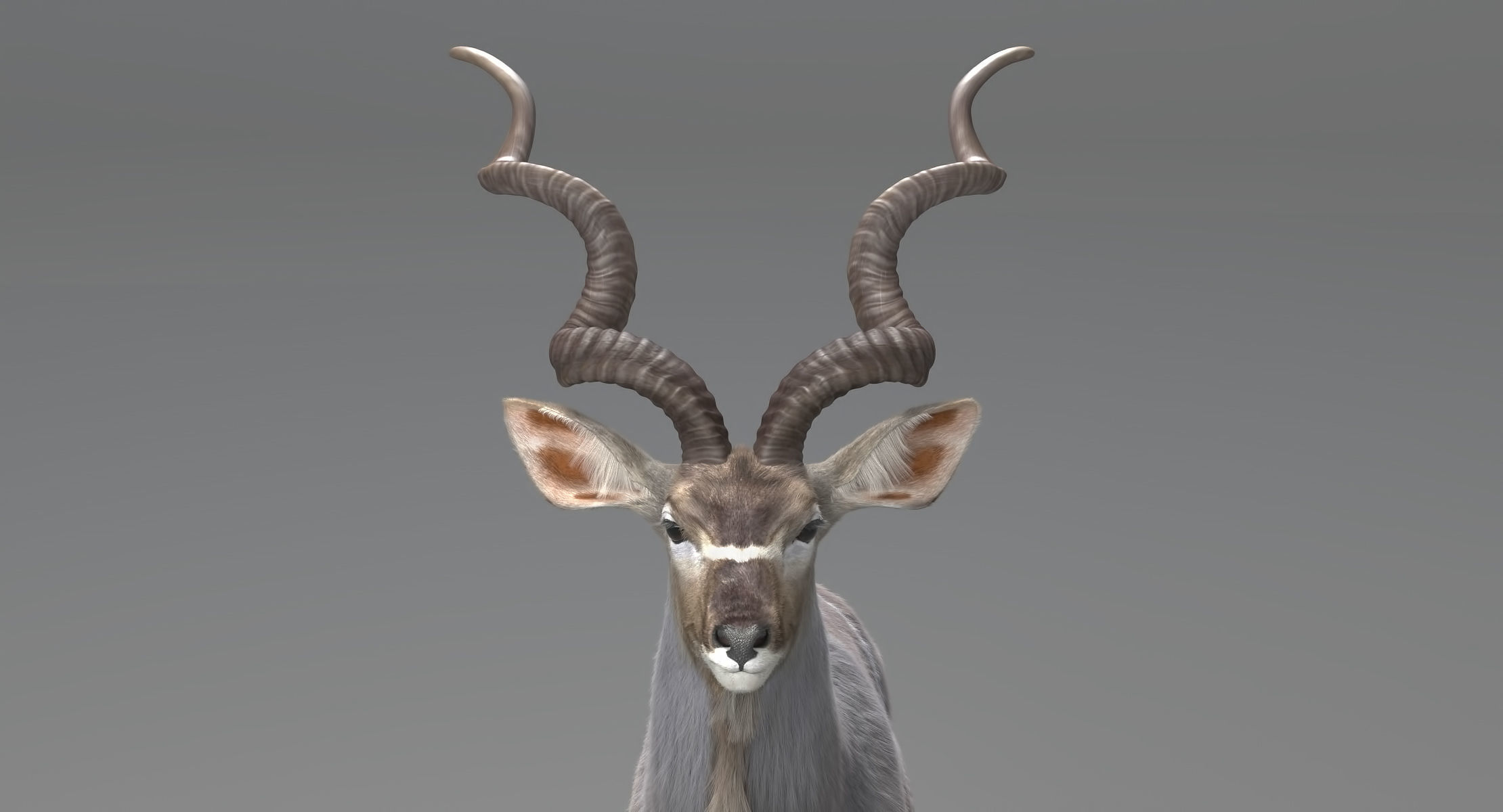 Kudu Antelope model 3D model_8