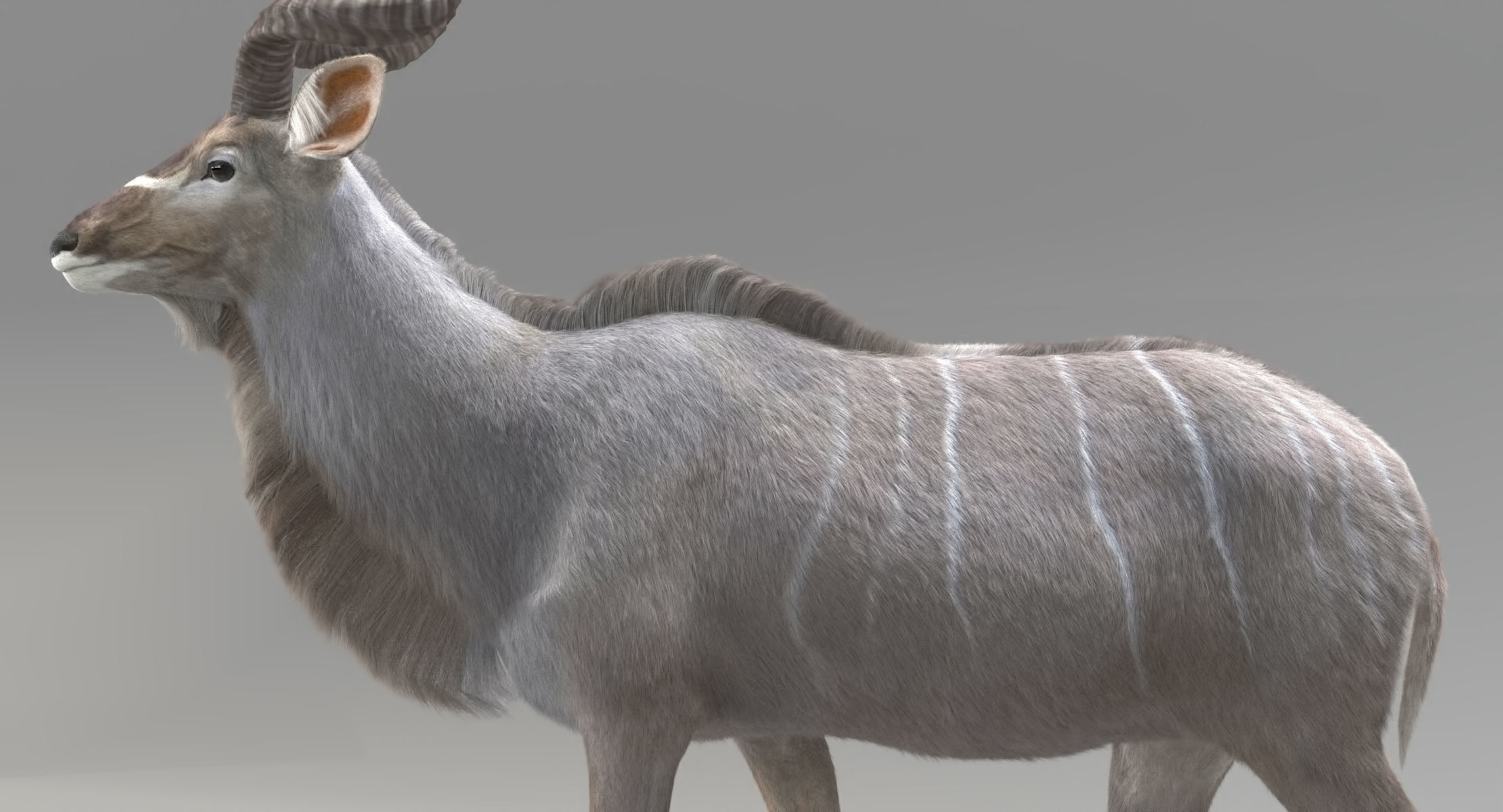 Kudu Antelope model 3D model_3