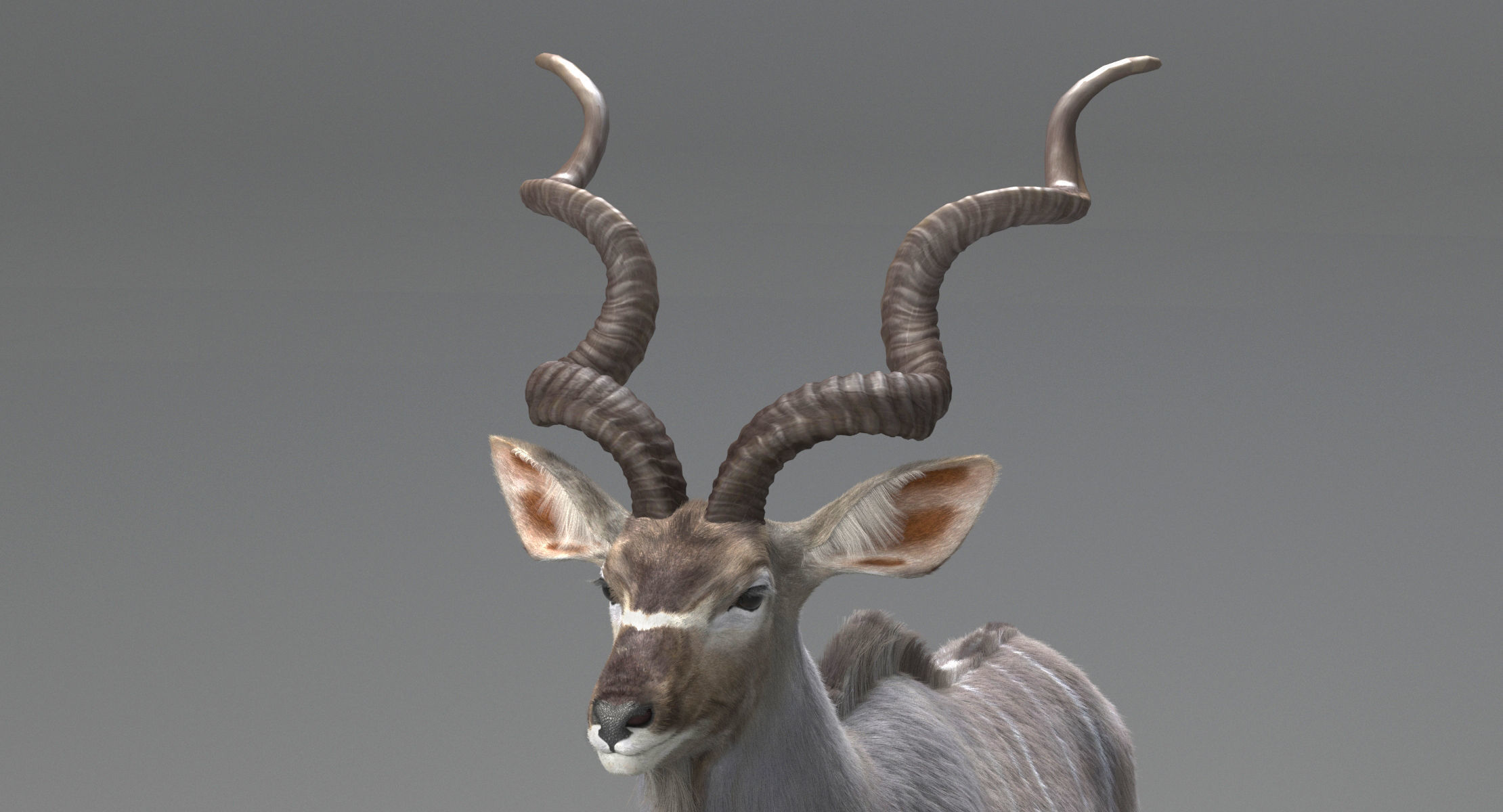 Kudu Antelope model 3D model_6