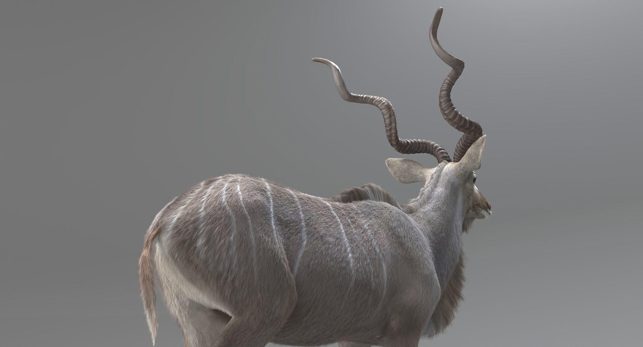 Kudu Antelope model 3D model_5