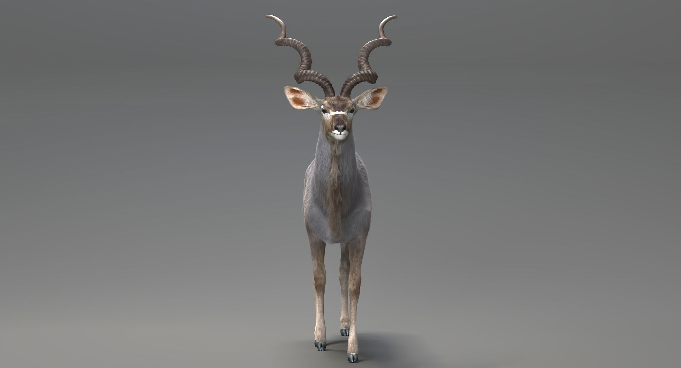 Kudu Antelope model 3D model_7