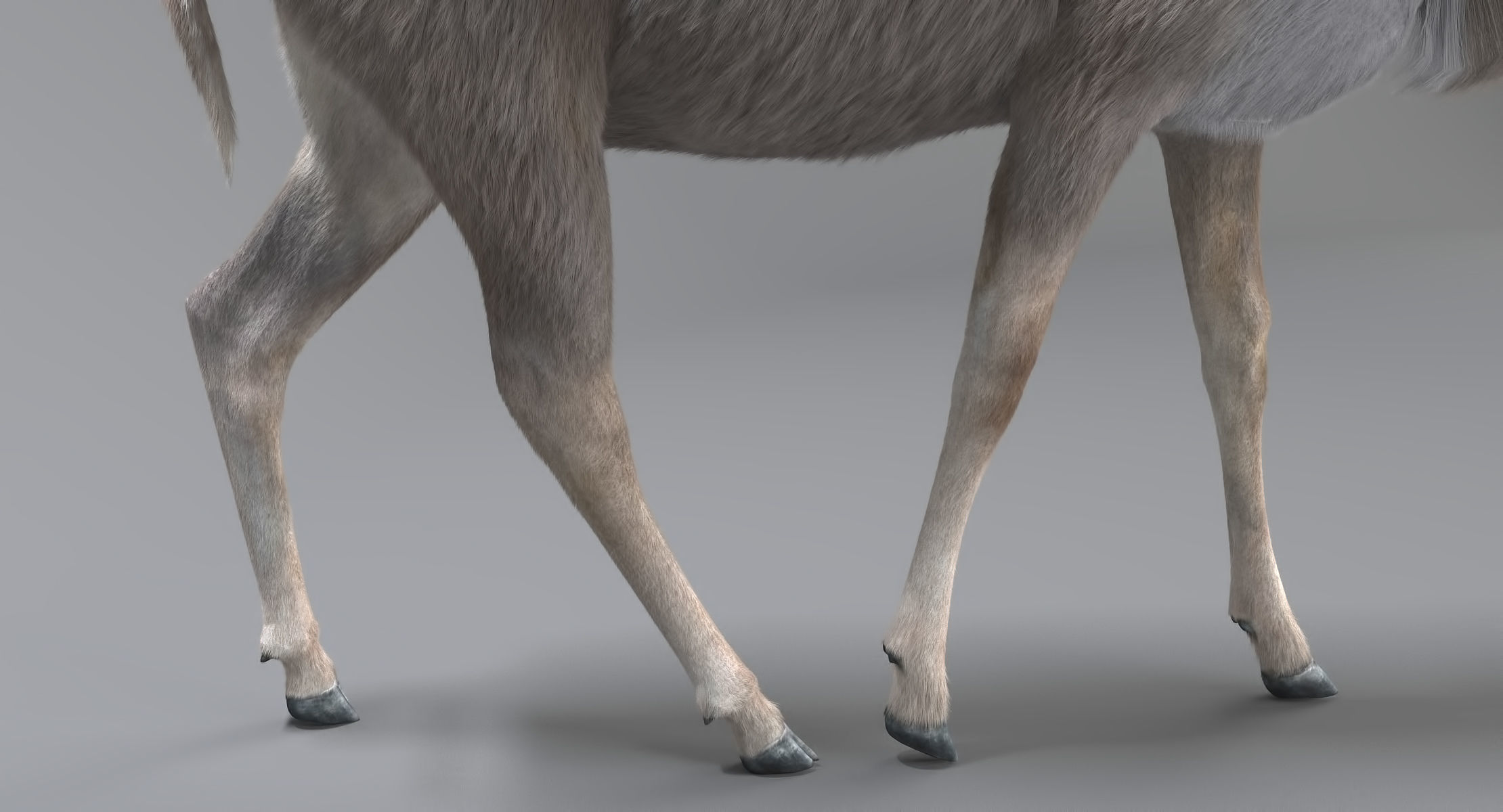 Kudu Antelope model 3D model_9