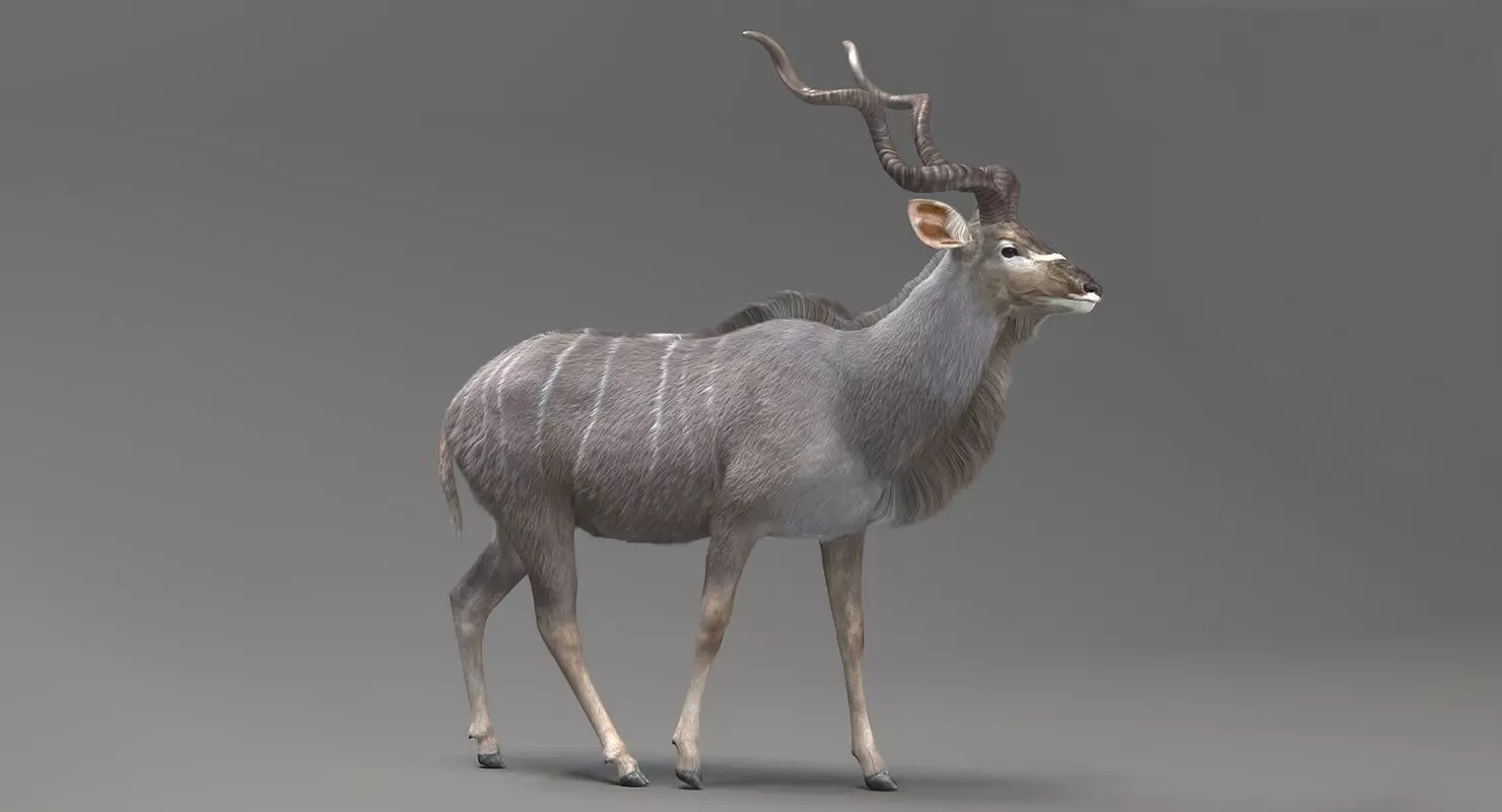Kudu Antelope model 3D model_0
