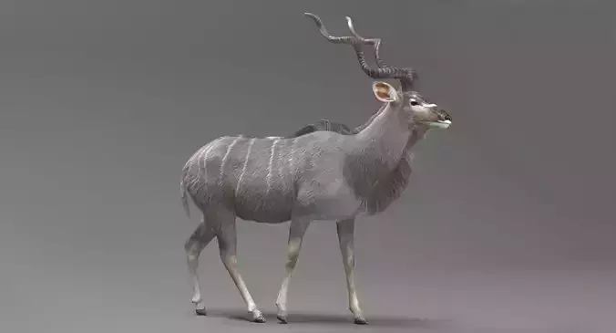 Kudu Antelope model 3D model