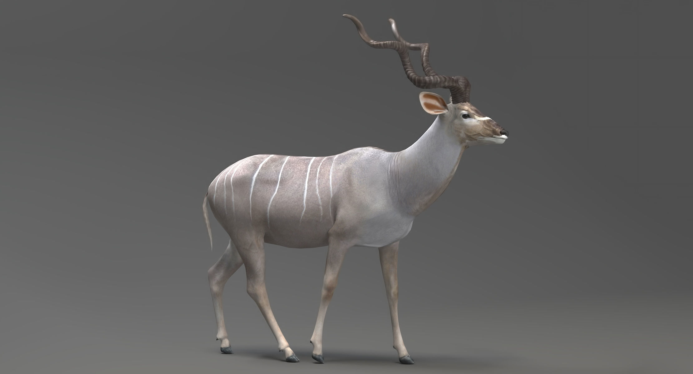 Kudu Antelope model 3D model_10