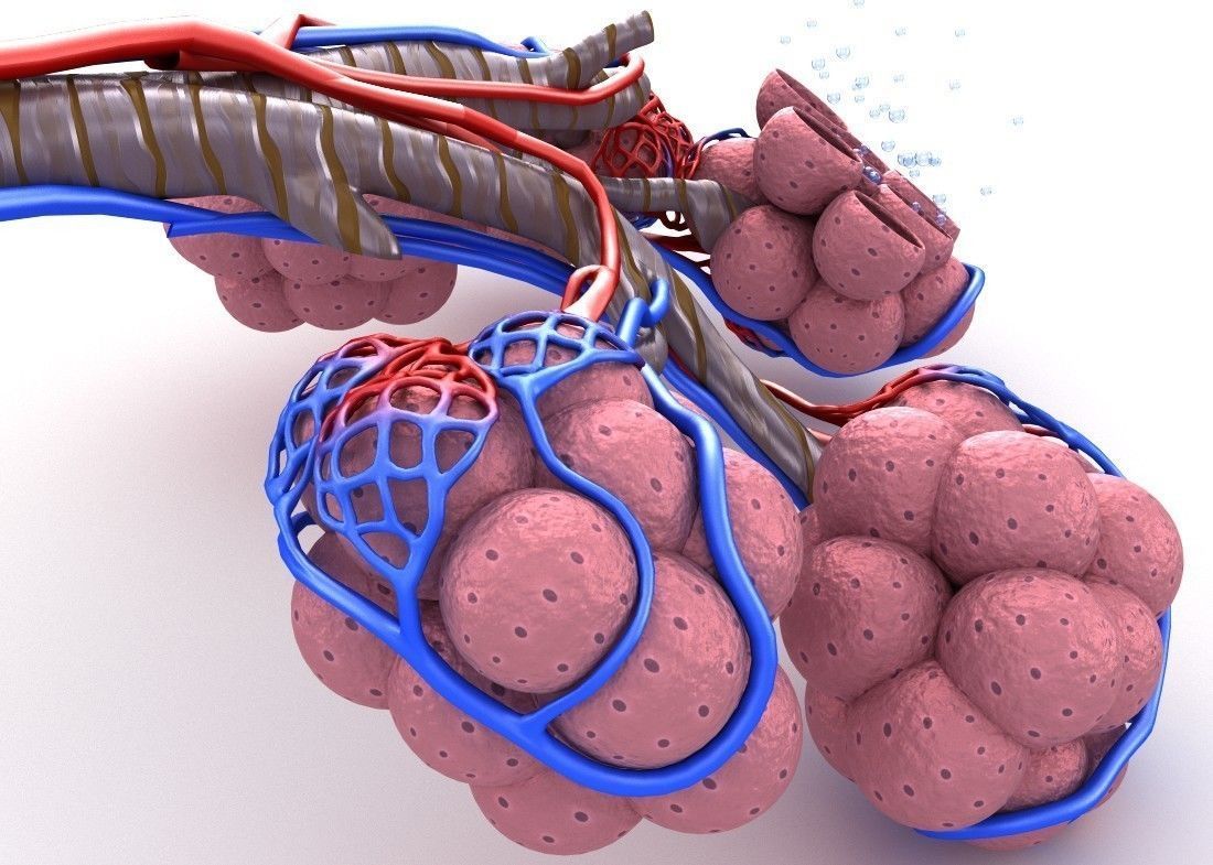 Alveoli in lungs - blood saturating by oxygen 3D model_5