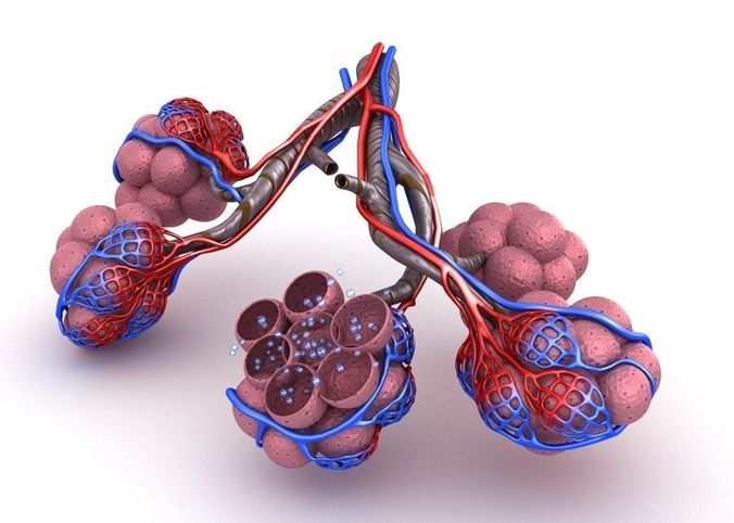 Alveoli in lungs - blood saturating by oxygen 3D model