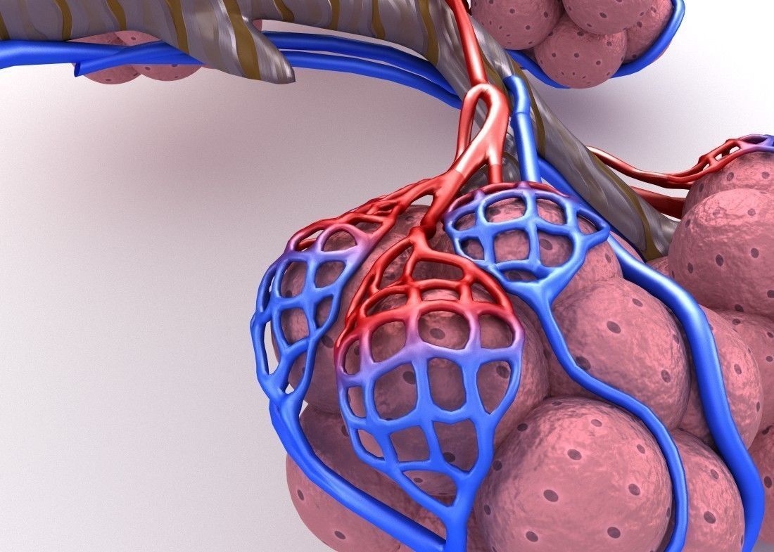 Alveoli in lungs - blood saturating by oxygen 3D model_4