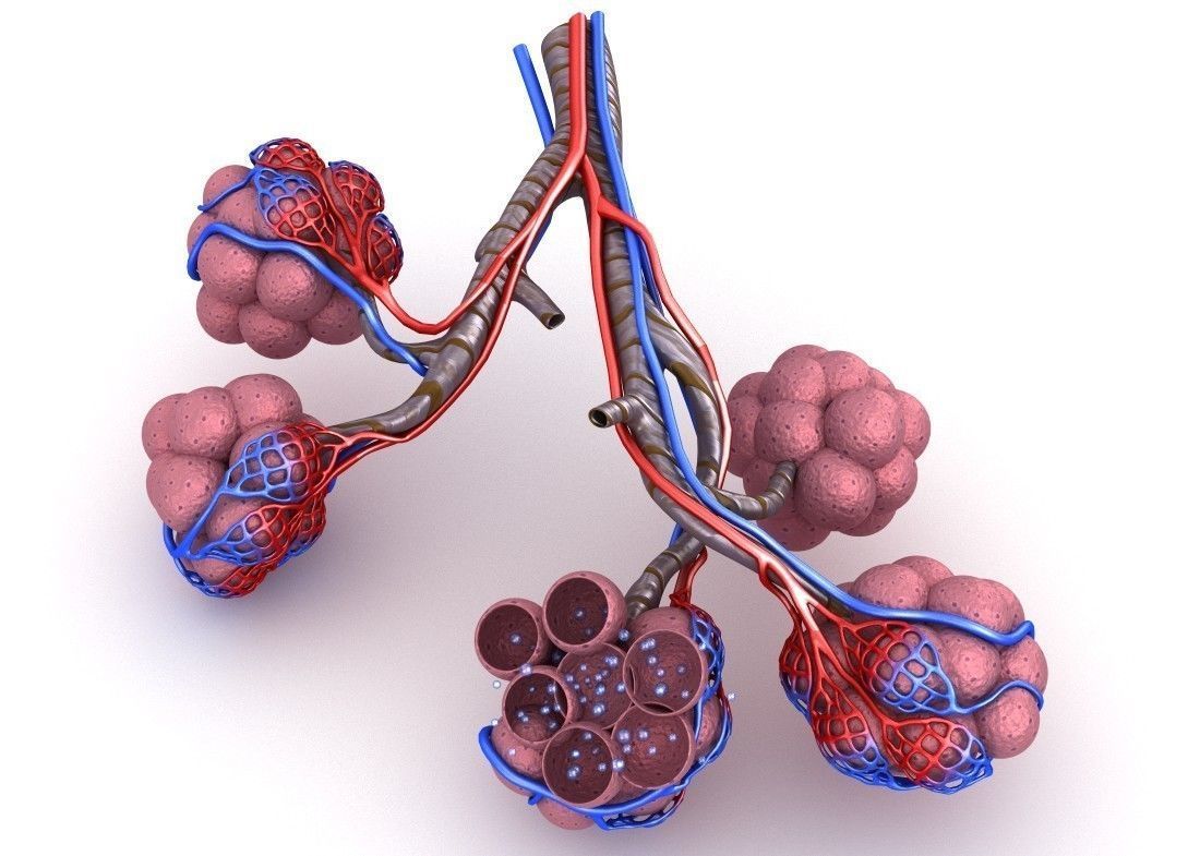 Alveoli in lungs - blood saturating by oxygen 3D model_1