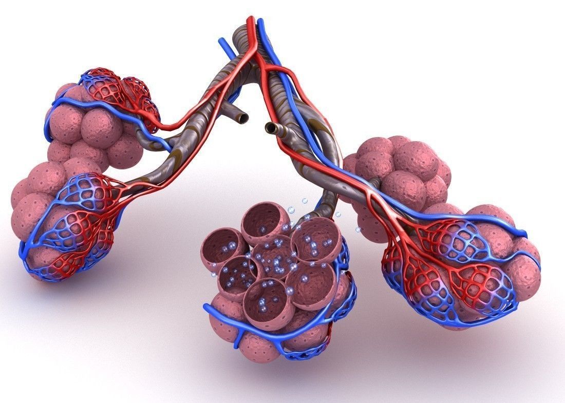 Alveoli in lungs - blood saturating by oxygen 3D model_6