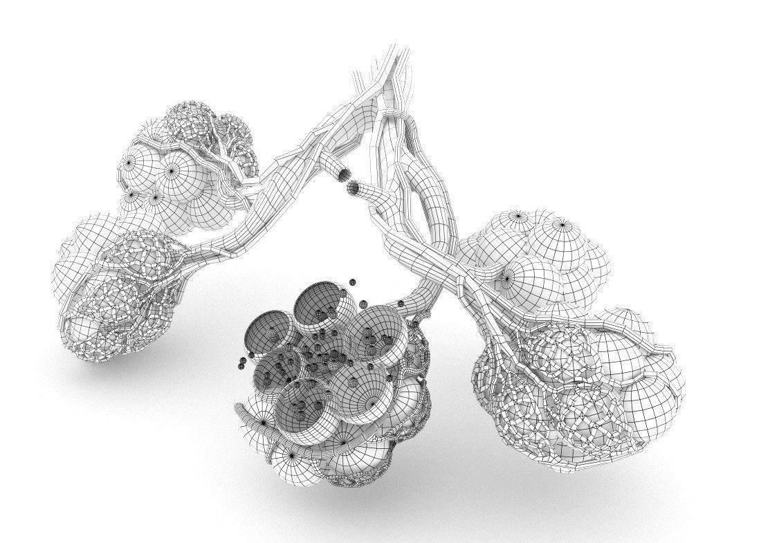 Alveoli in lungs - blood saturating by oxygen 3D model_7