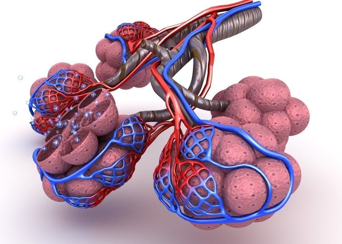 Alveoli in lungs - blood saturating by oxygen 3D model_2
