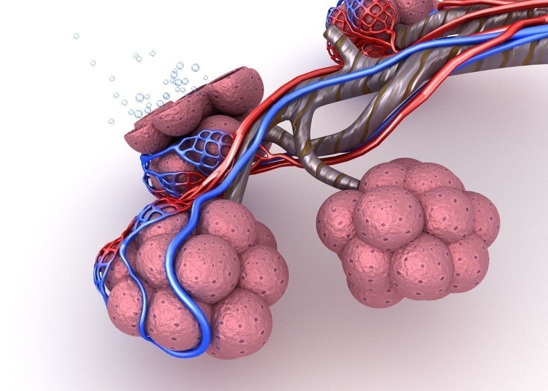 Alveoli in lungs - blood saturating by oxygen 3D model_3