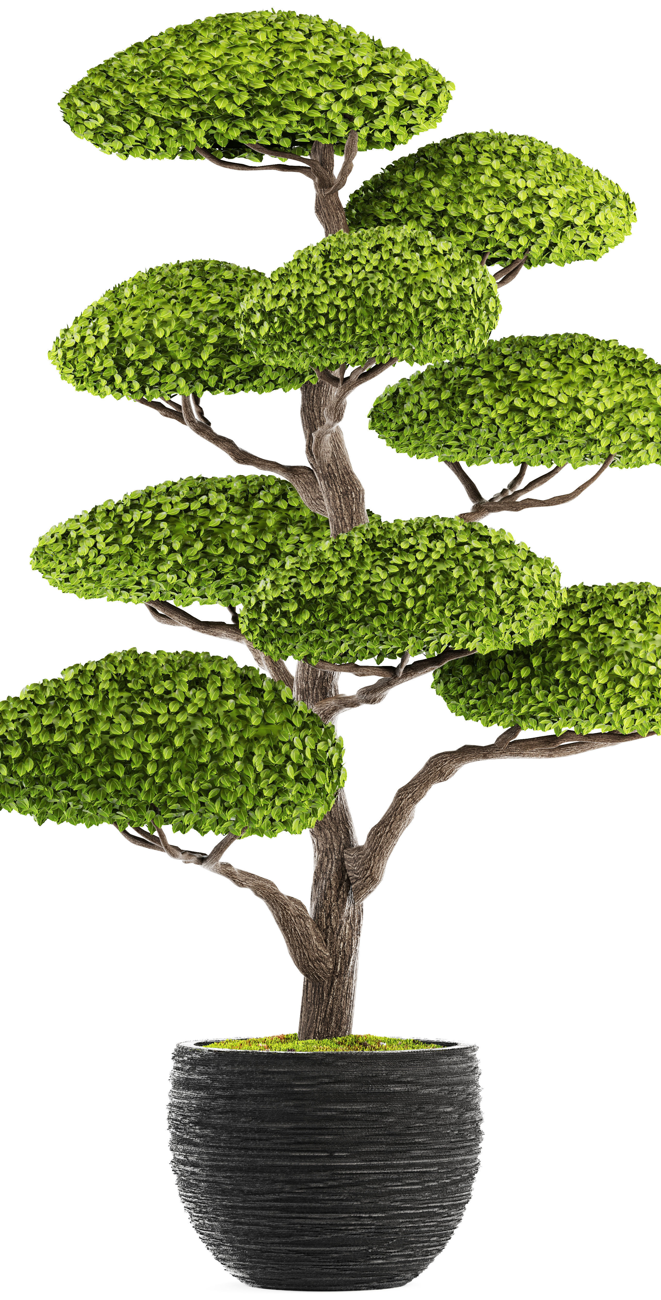 bonsai tree 3D model_4