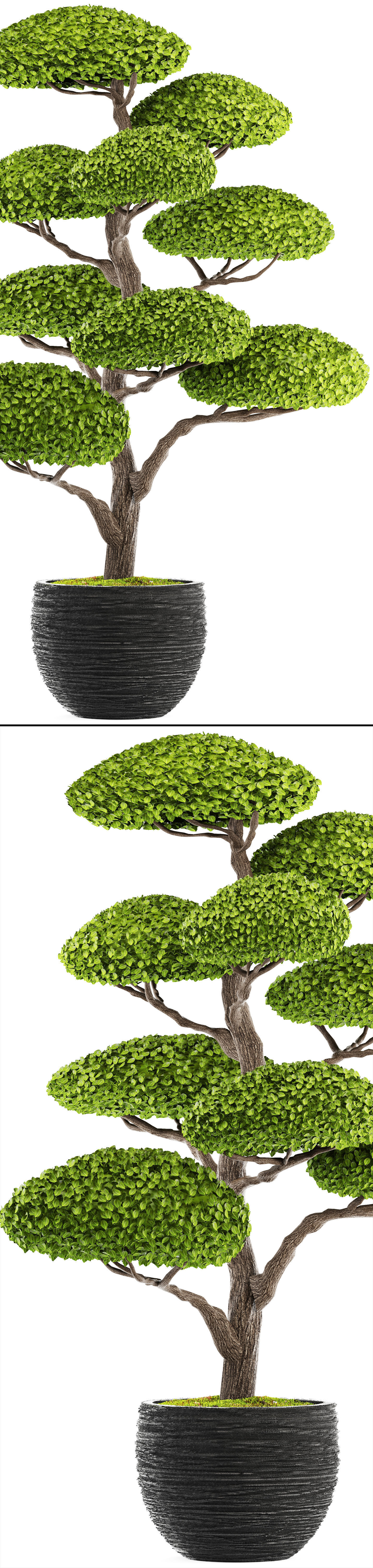 bonsai tree 3D model_6