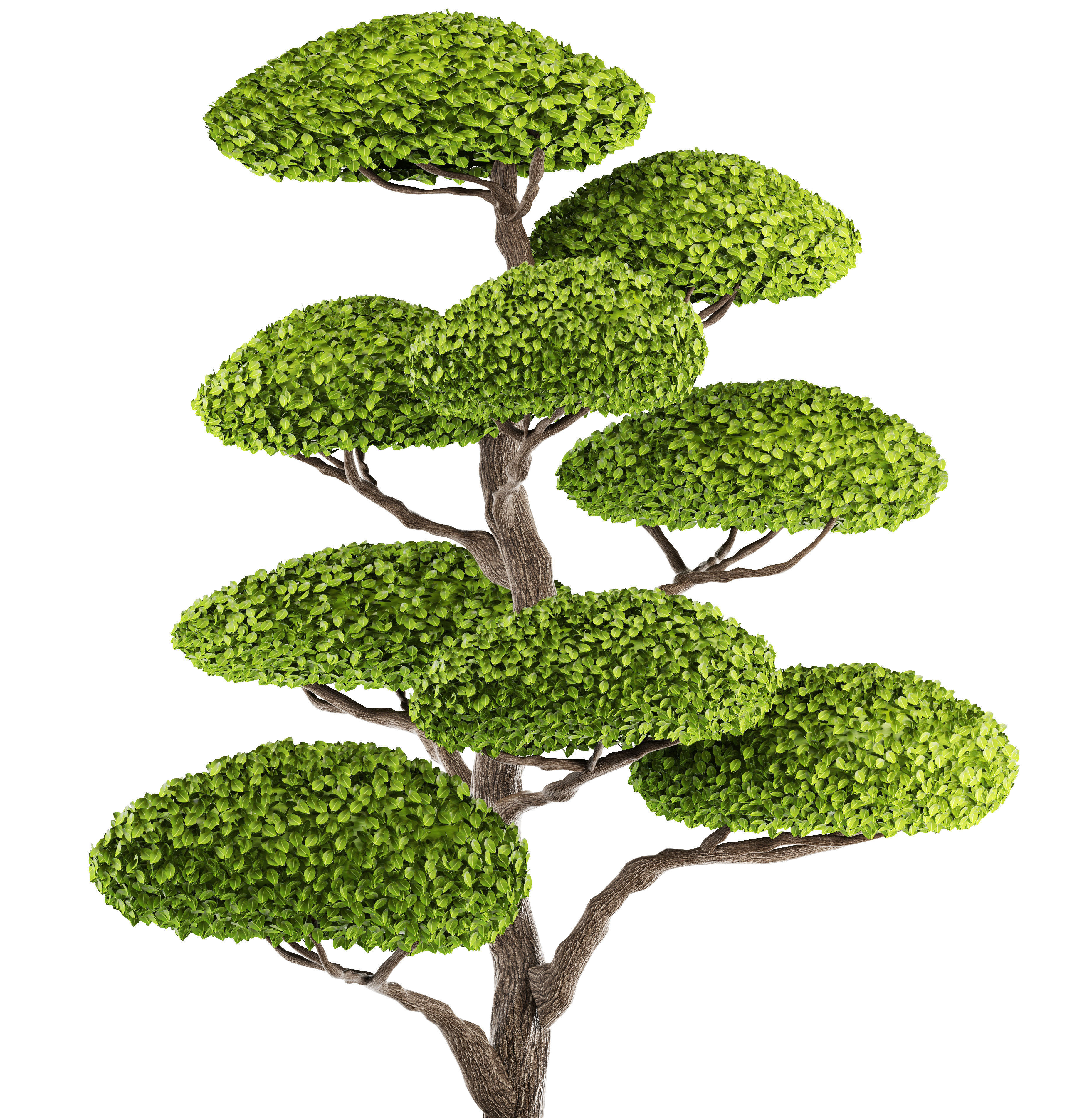 bonsai tree 3D model_2