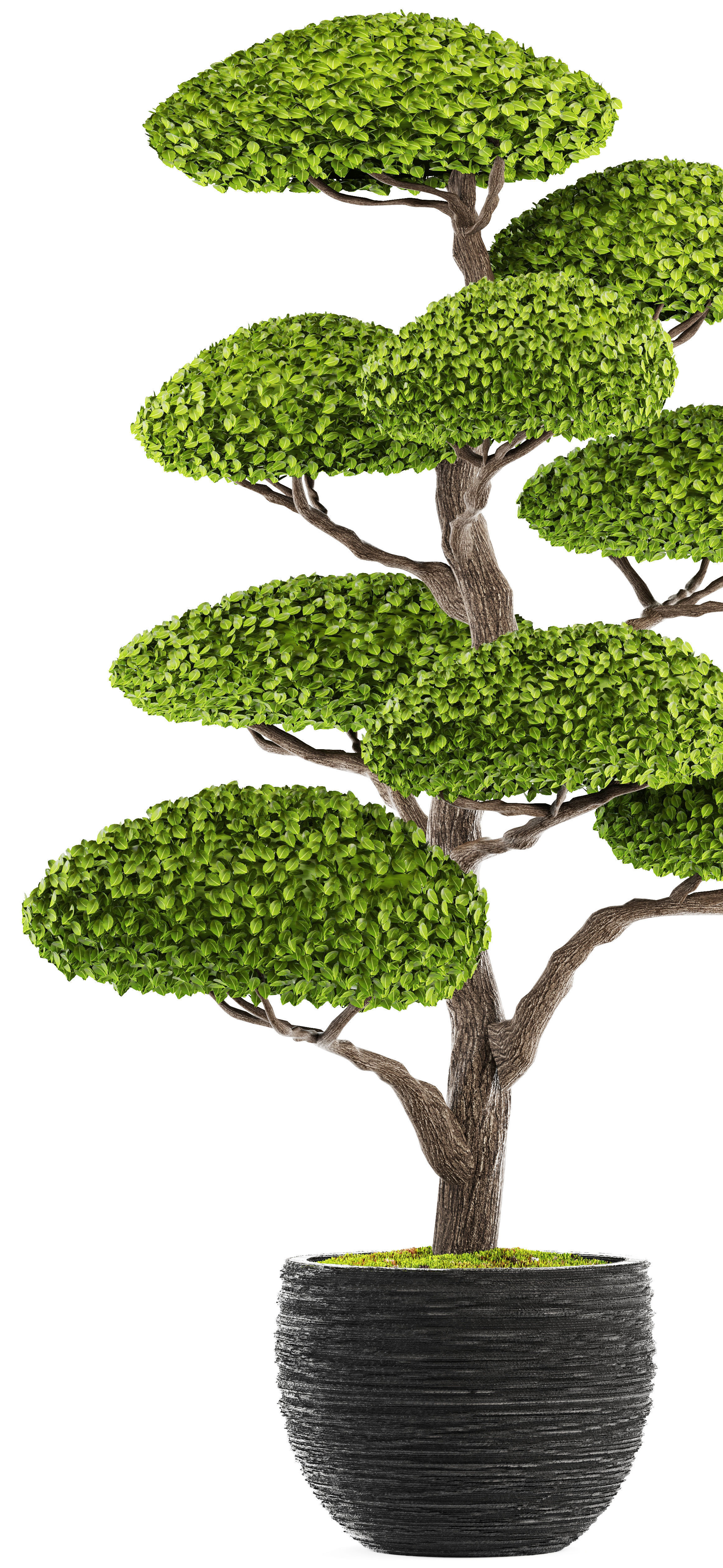 bonsai tree 3D model_3