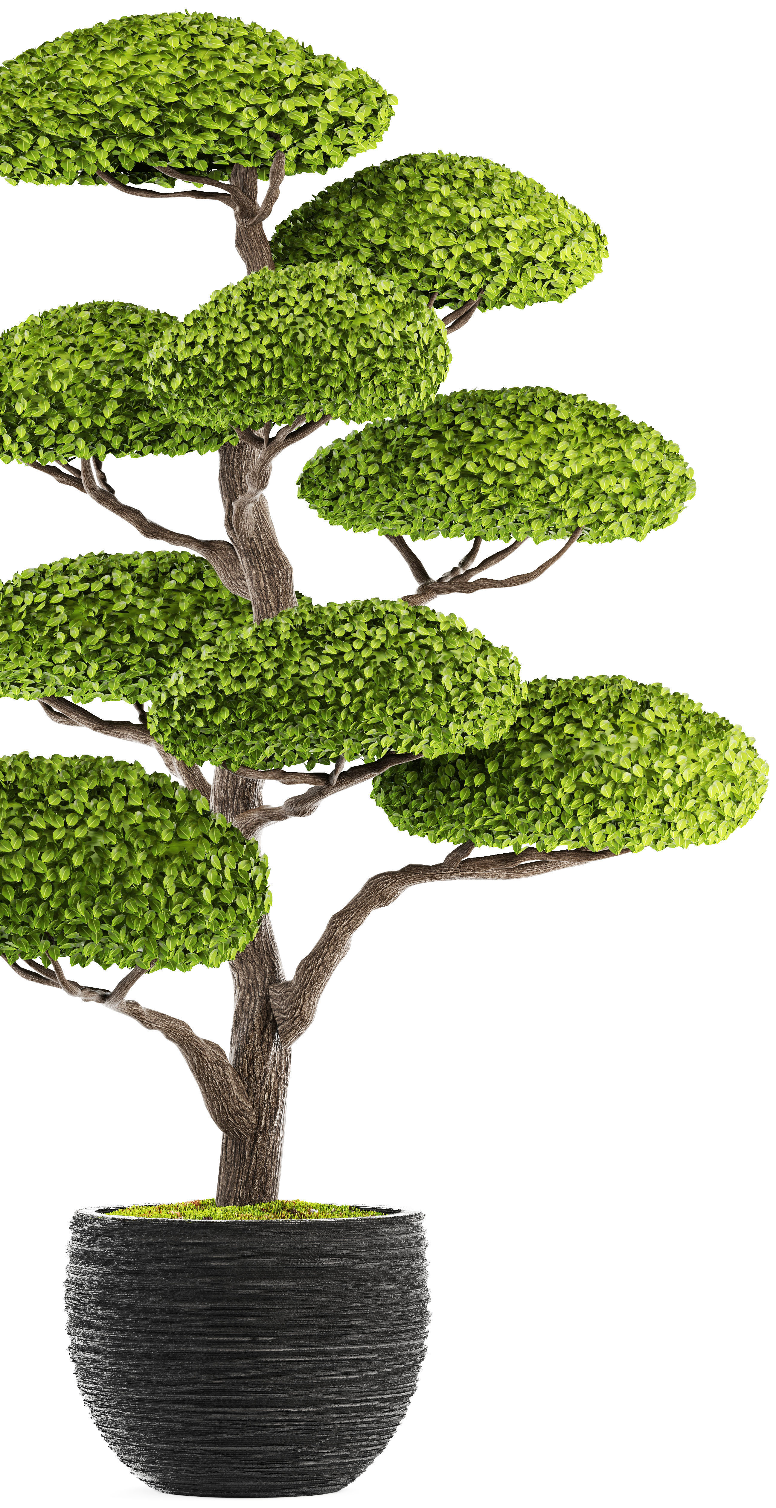 bonsai tree 3D model_5