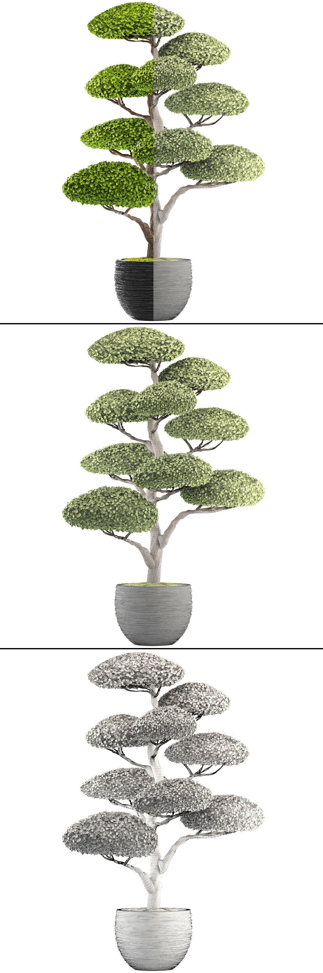 bonsai tree 3D model_10