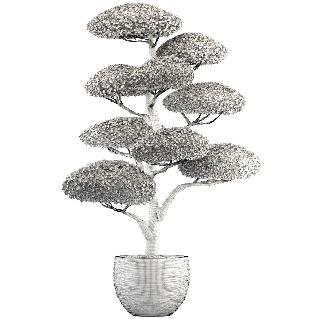 bonsai tree 3D model_9