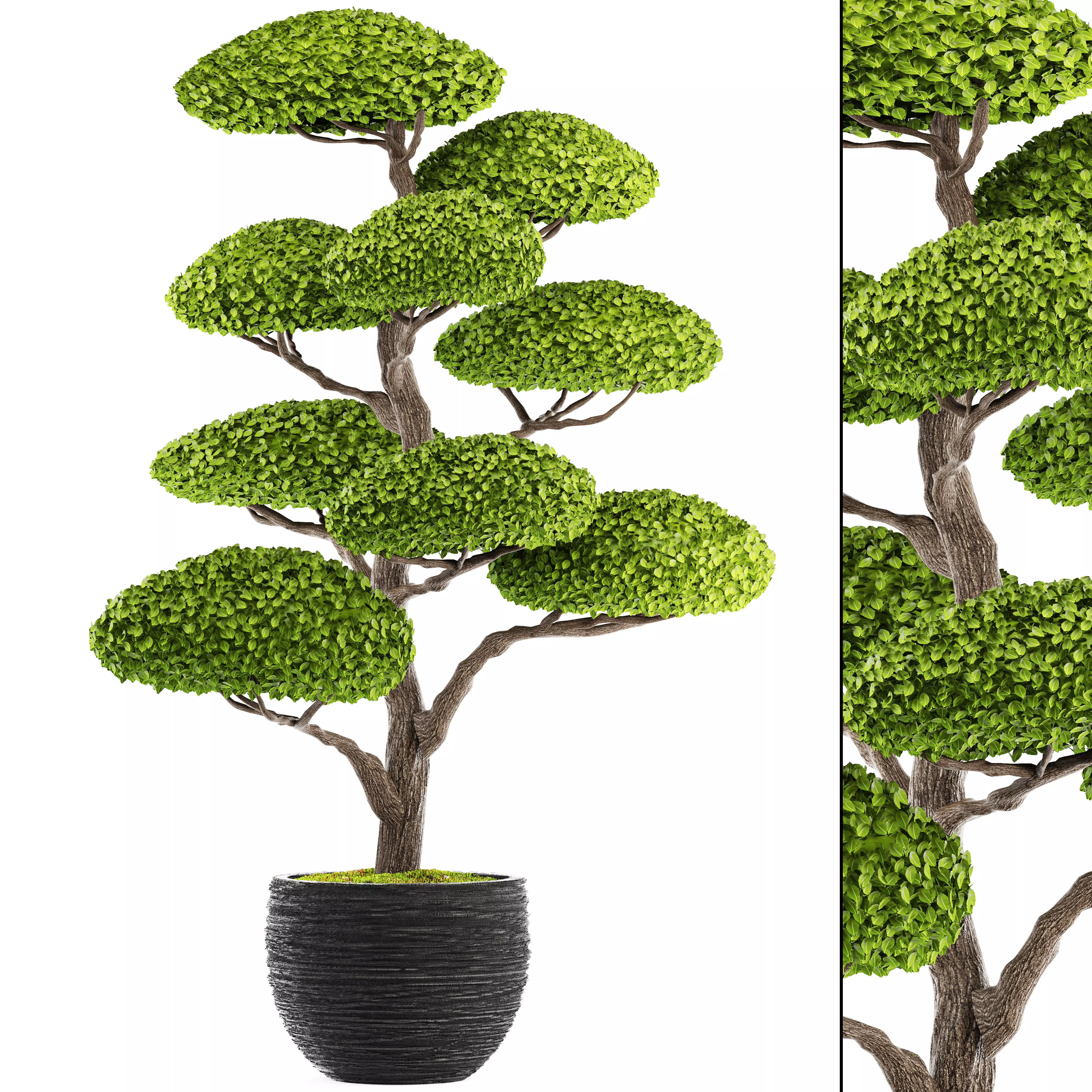 bonsai tree 3D model_0