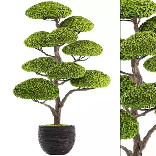 bonsai tree