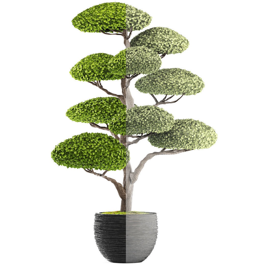 bonsai tree 3D model_7