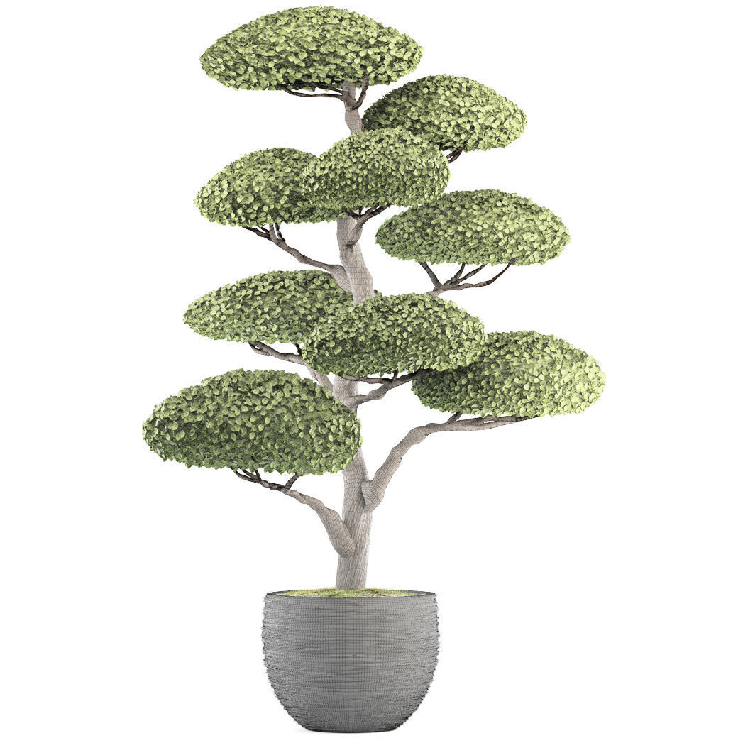 bonsai tree 3D model_8