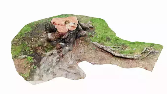 2 Tree Trunk Stumps - Photogrammetry Scans Low-poly 3D model