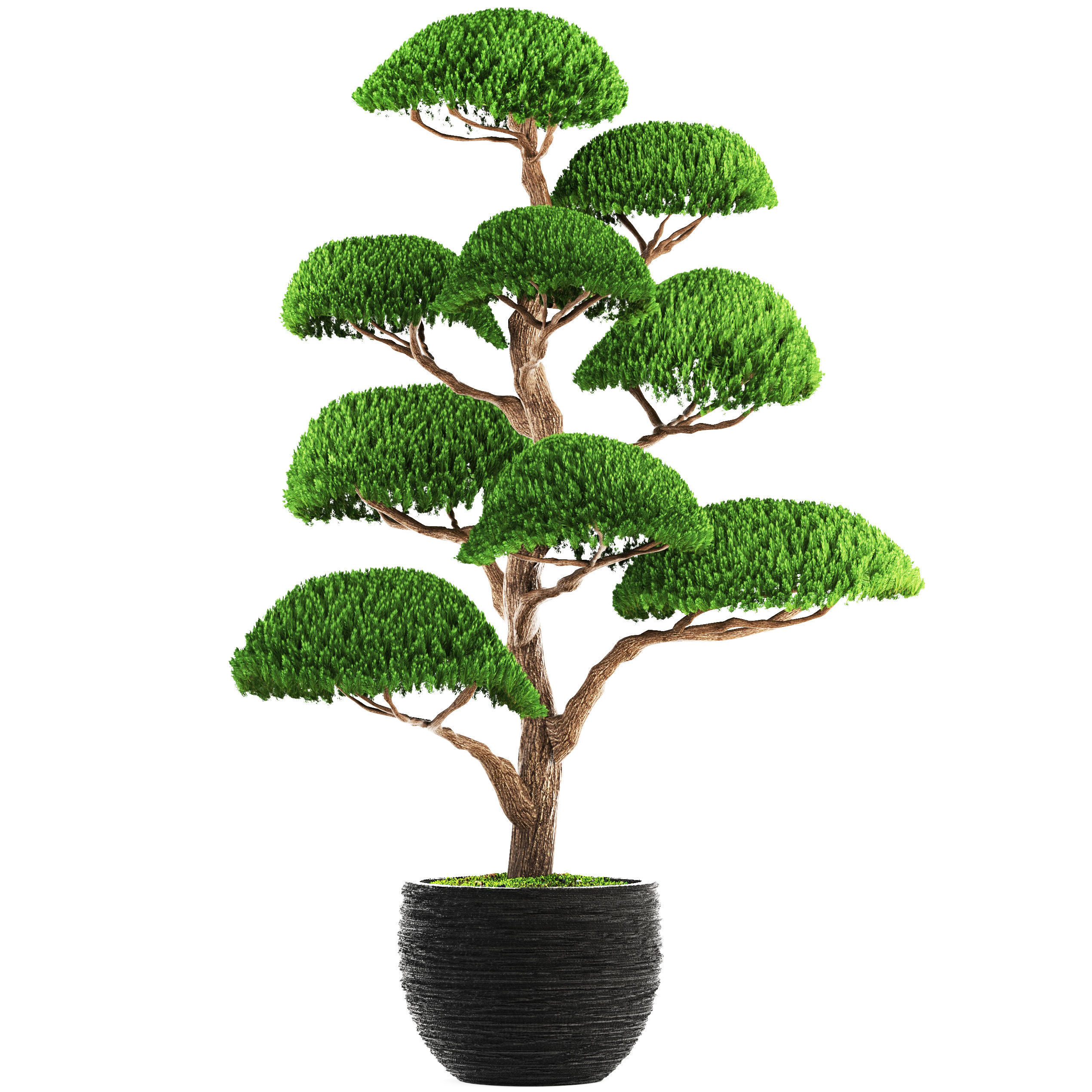 bonsai tree 3D model_1