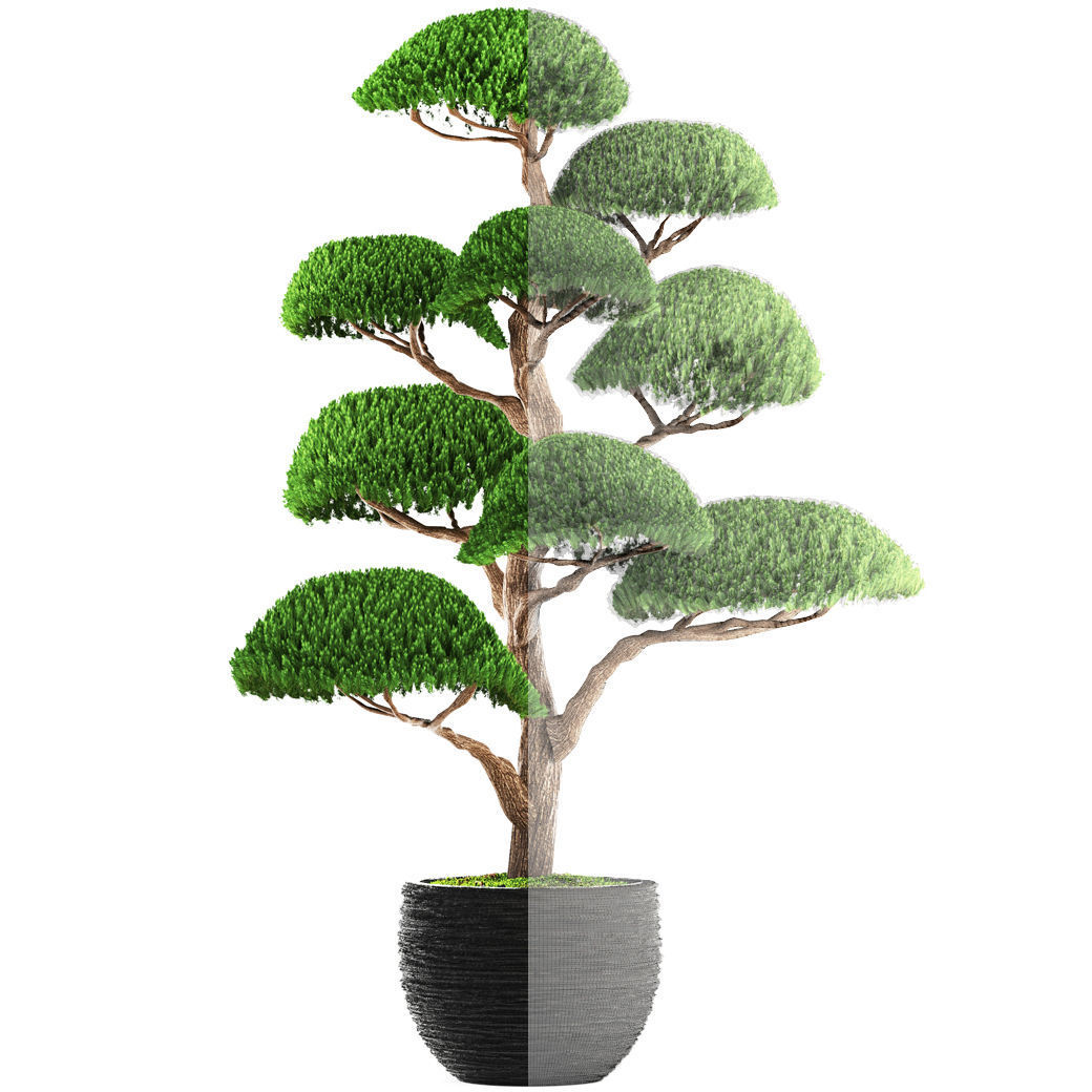 bonsai tree 3D model_6