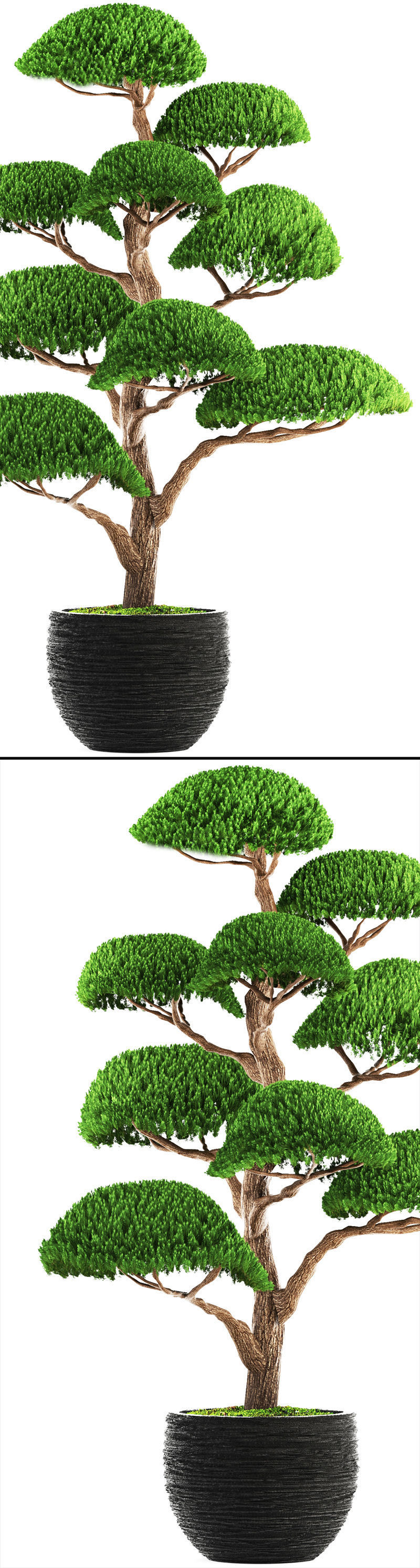 bonsai tree 3D model_10