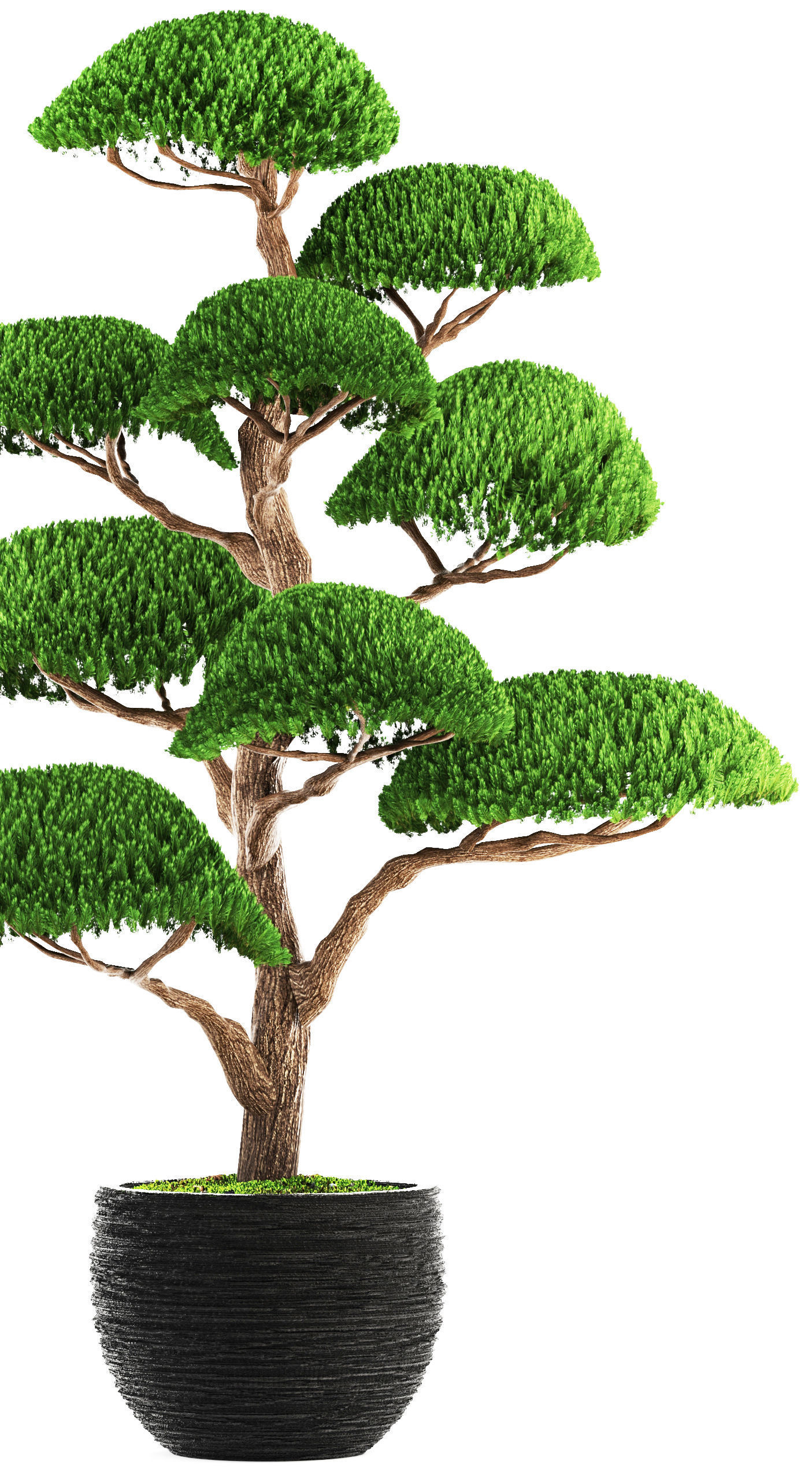 bonsai tree 3D model_2