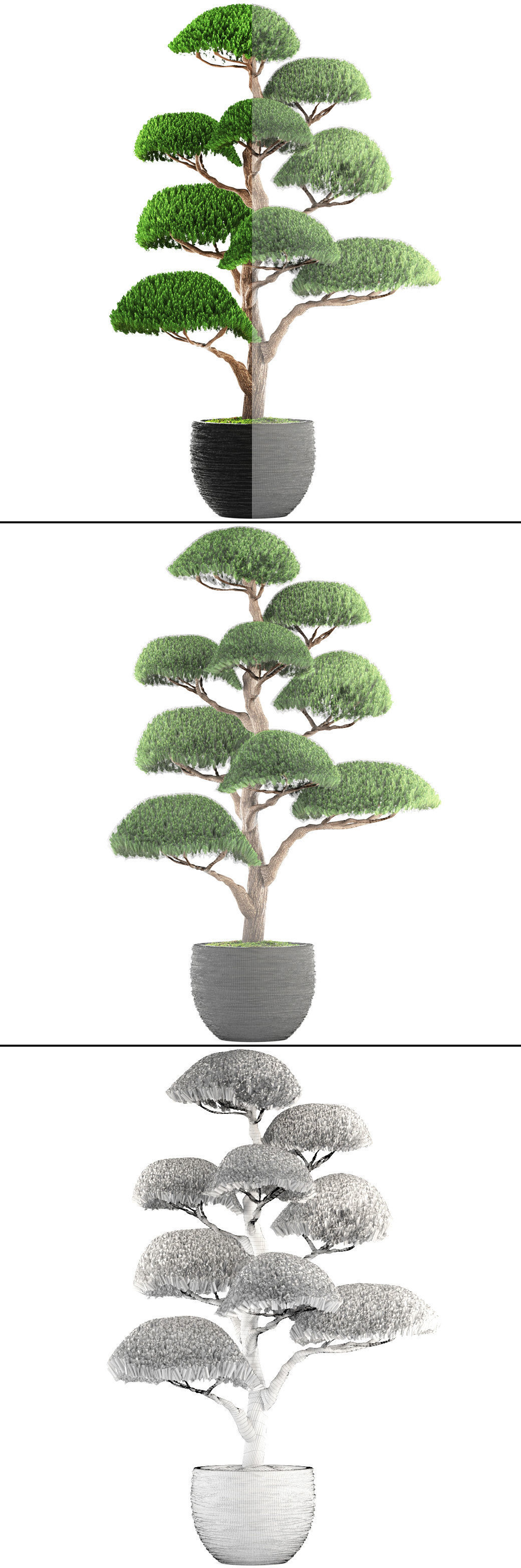bonsai tree 3D model_5