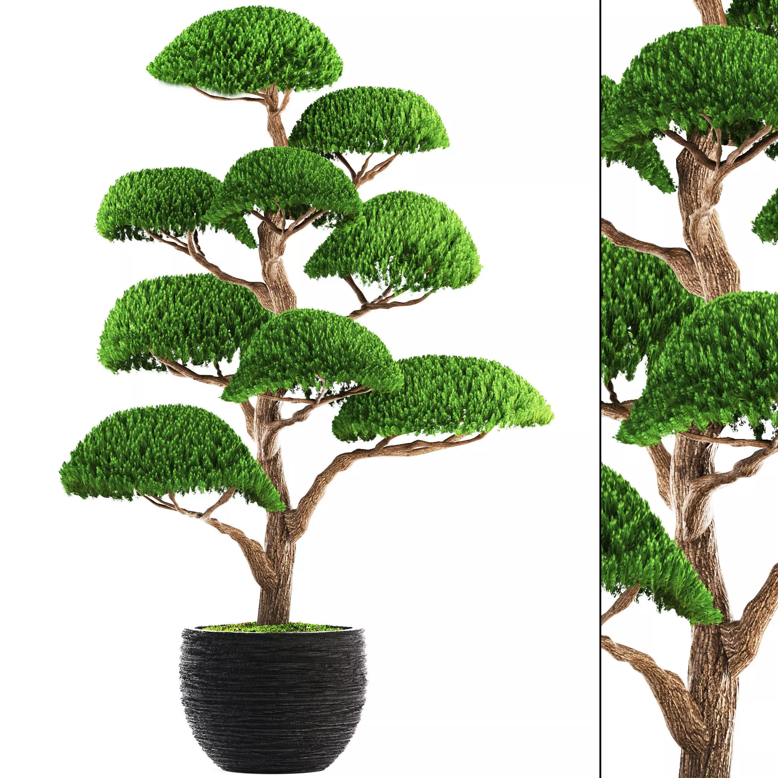bonsai tree 3D model_0