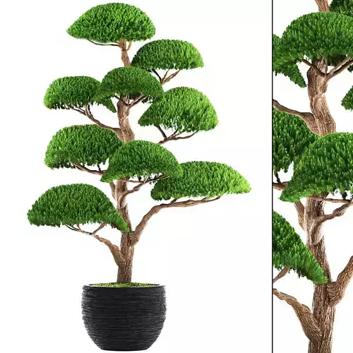bonsai tree