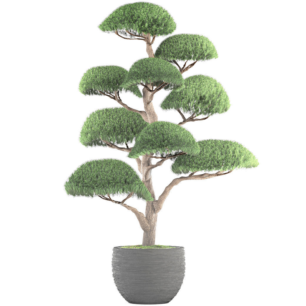 bonsai tree 3D model_8