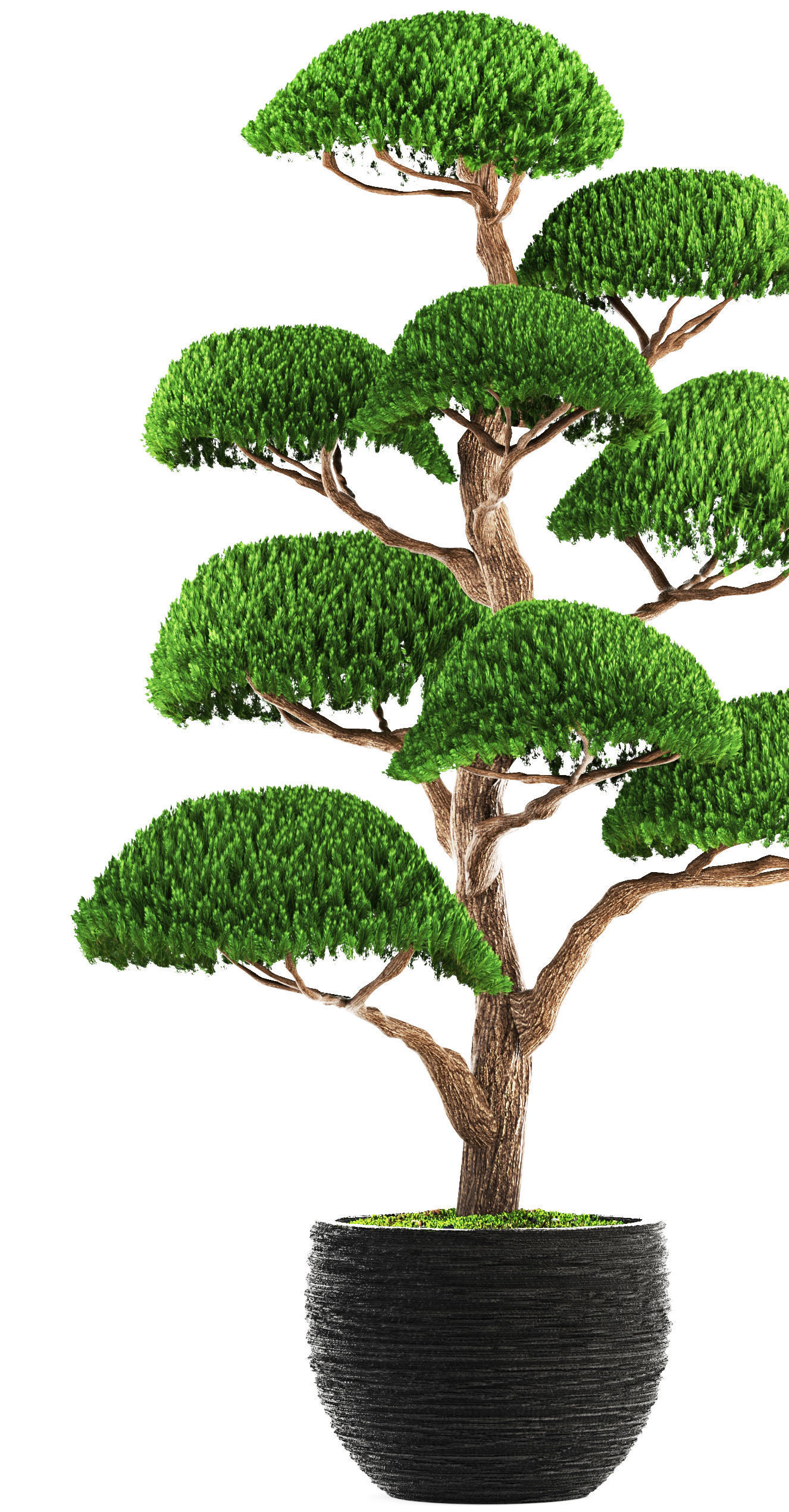 bonsai tree 3D model_3