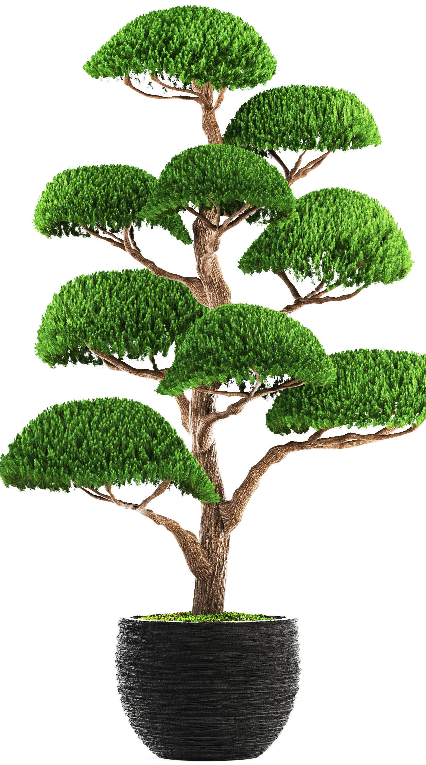 bonsai tree 3D model_9