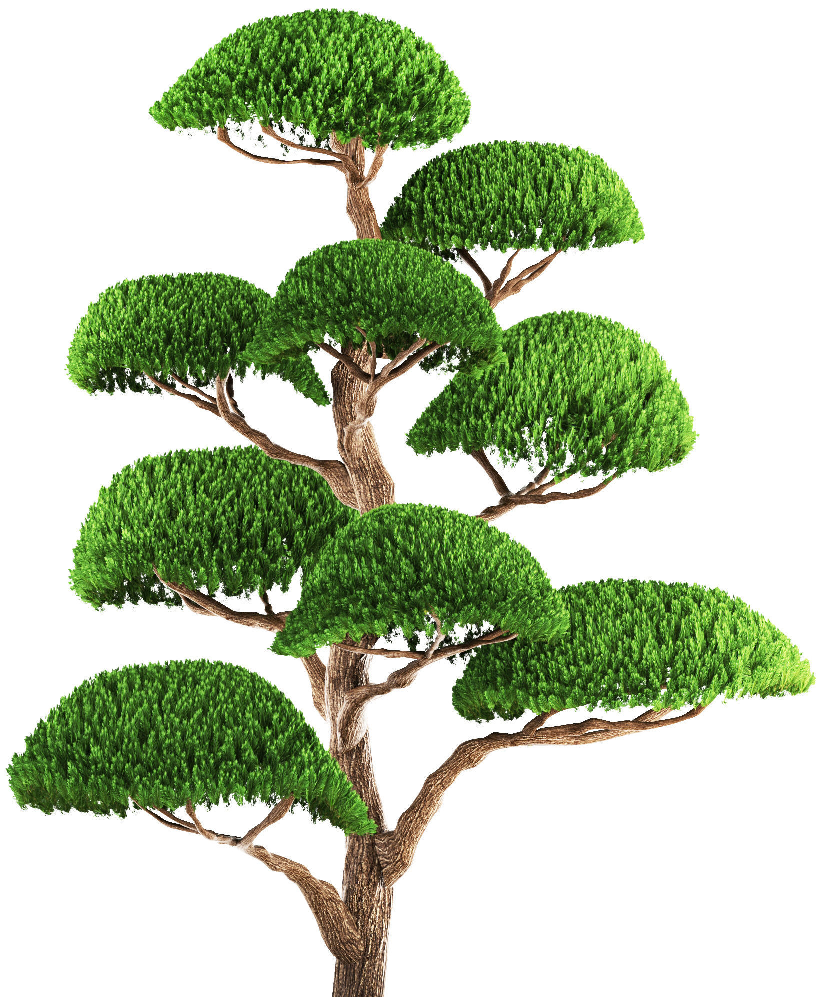 bonsai tree 3D model_4