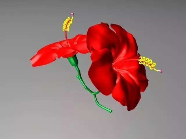 Chinarose hibiscus flower Free low-poly 3D model