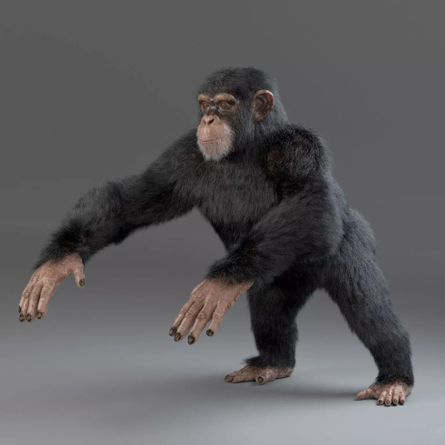 Chimpanzee Maya 3D model_0