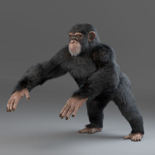 Chimpanzee Maya 3D model