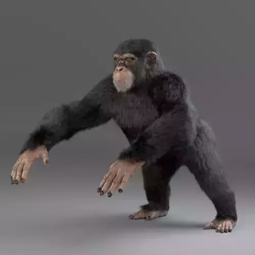 Chimpanzee Maya 3D model